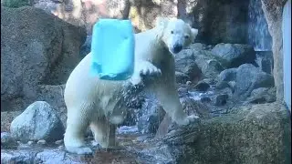 元気いっぱい何度も飛び込むライ2026年1月4日