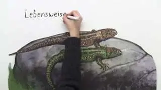 Wechselwarme Reptilien: die Zauneidechse | Biologie | Botanik