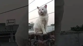 The Adorable Russion king of Meow world by E&A is live! 🐈 #cutecat #fluffyfur #whitecat #lovelycat 😻