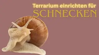 Schnecken Terrarium Einrichtung  für Helix Pomatia Weinbergschnecke