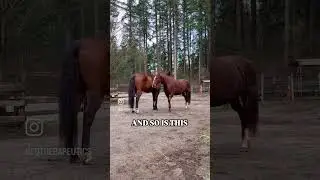 🌿 Species-specific horse keeping means allowing for natural behaviors ✨