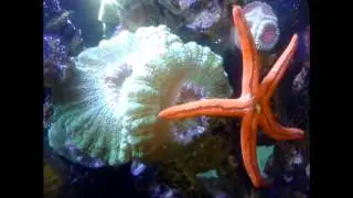 timelapse of an orange linckia starfish feeding on fish food pellets