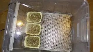 Poradnik #1: Inkubator typu mokrego