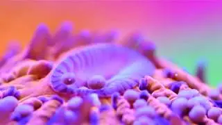 Fungia Coral Garden (plate coral)