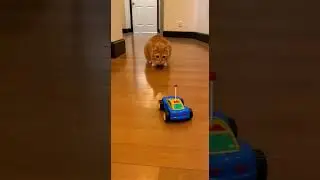Funniest Cat Fails Caught On Camera   Funny Cats Compilation #fails #cats #funny #catmemes 43