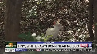 Tiny white fawn born at the North Carolina Zoo