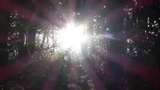 Winter Sun light shines rays through trees and bird sound - ASMR