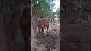 || cow and calf ||🐄#cowlover #calf #cowandcalf #villagelife #animallovers #viralvideo  #song