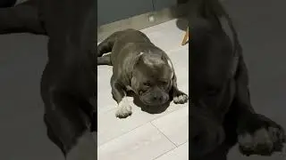 BIG DOGS ROMANIA SANDU. Very strong american bully pocket. Puppies available . www.goldstarbully.com