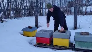 Har biene nok mat til å klare seg gjennom vinteren?