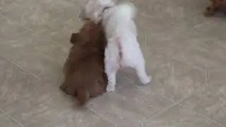 Mini Poodle Puppies For Sale