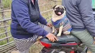 Chutki Pug first video 2025 |  Happy New Year 2025 | cute dog video funny | pug videos funny