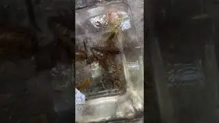 HUGE Dobsonfly larvae 🦂 #youtube #youtubeshorts #nature