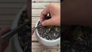 Natural Sunlight vs Grow Light for Succulents | What Works Best?