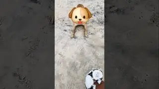 Dog on tbe beach