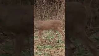Take a kid hunting! #deer #deerhunting #youthhunting #takeakidhunting #rut2024