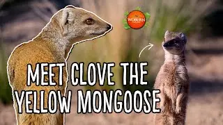 Meet Clove the Yellow Mongoose! ☀️&hearts;️