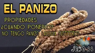 EL PANIZO - CUANDO USARLO Y SUS PROPIEDADES