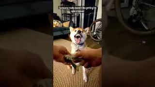 Excited Dog 🤣🤣 #shorts #animals #dog #funny #cute #doglover #animal #video #viral #dogs