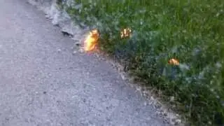 Cottonwood seeds burning