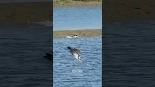 Powerful Osprey Dive. #birdsofyoutube #birdlovers #wildlife #birdsofprey #ospreys #diving
