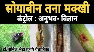 सोयाबीन तना मक्खी कंट्रोल की बारीक से बारीक 🧐 जानकारी।  Soybean Stem Fly Control #khetikadoctor
