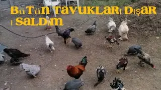 Tüm tavuklarımı dışarı saldım köy tavuğu yeşil yumurtlarmı? #Green laying hens ☺️🙏🧿🧿