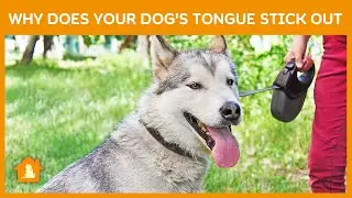 Why Does Your Dog's Tongue Stick Out 🐶👅 | Hanging Tongue Syndrome in Dogs | Pets Guideline