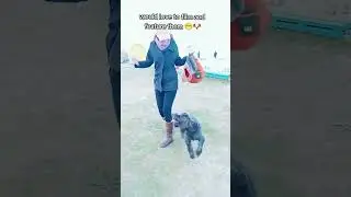Cute Dog doing tricks on Muizenberg beach, Cape Town