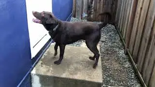 GGLRR Cocoa in the yard 2