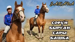 САЛЫМЫ КӨП САРЫ КАШКА ЗАКАДА