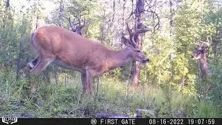Alpha Cam Video - Ann McGaver, Idaho