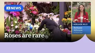 Locally grown flowers are the consumers' choice on Valentine's Day | ABC News