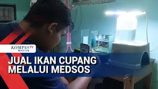 Dijual di Medsos, Penjualan Ikan Cupang Meningkat
