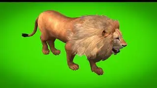 Free walking lion green screen animation