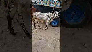 #bachrafarming