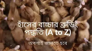 Some Essential Tips for Duckling Brooding