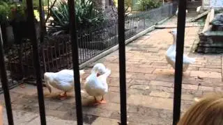 The best goose sanctuary