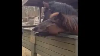 Funny talking horse - showisi.com