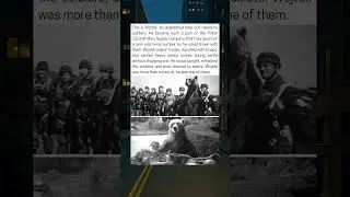 Wojtek The Soldier Bear