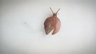 snail bug hunter new village video bughunter711