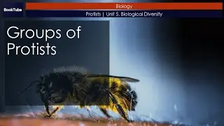 Groups of Protists | Protists | Unit 5. Biological Diversity