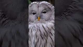 Owls Watching Humans at Night? | Mysterious Owl Behavior Explained