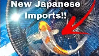 **UNBOXING **New Japanese Imported Koi are In! 4K!