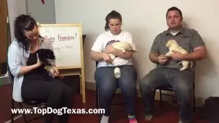 Day 29 Desentizing puppies to new tactile stimuli.