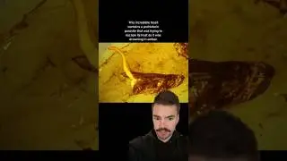 The CRAZIEST prehistoric animals found frozen in amber #artifacts