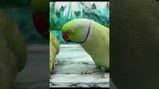 Indian Ringneck Talking Parrot #parrot #ringneckparrot #talkingparrot  #parrottalking #shorts
