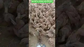 एक वर्षा 340वटा अन्डा दिने हाश #nepal #kohalpur #farming 9800548646