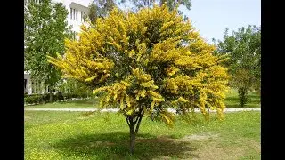 Acacia The Iconic Thorn Tree of Africa and Beyond
