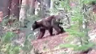 Black Bear - Sierra